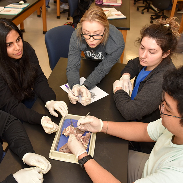 生物学 - STEM 生物学 - STEM